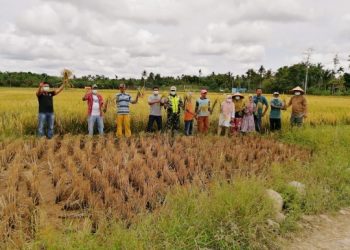 Syamsul Bahri Serahkan Hand Tractor dan Sapi di Pasbar