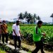 Anggota DPRD Sumbar HM Nurnas Kunjungi Petani Pungguang Kasiak Lubuk Alung