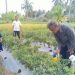 Tim PKM UMMY Bantu Petani Nagari Paninggahan Atasi Penyakit Cabai