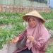 Dinas Pertanian Tanah Datar Siapkan Strategi Jitu Cegah Hama Tikus