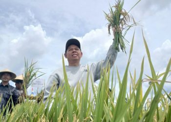 Ketua DPD RI Sultan Turun ke Sawah, Serahkan Alsintan dan Benih Jagung untuk Petani Bengkulu