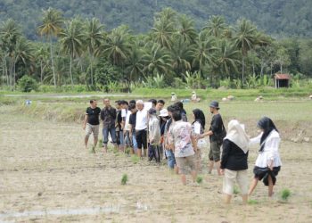 IKA Faperta Unand Kombinasikan Budidaya Padi, Ikan dan Itik dalam Satu Lahan