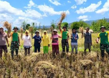 TNI dan Rakyat Bersatu: Pos Turiscain Yonarmed 12 Kostrad Gelar Panen Padi di Perbatasan RI–RDTL