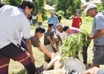 ASN Pariaman Kurban 5 Ekor Sapi, Dagingnya Dibagi-bagi ke Masyarakat