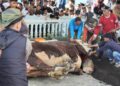 Sapi Kurban Bantuan Presiden RI Jenis Simental Seberat 1,2 Ton Disembelih di Koto Baru