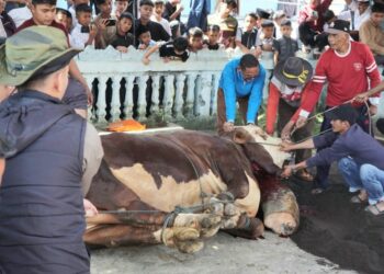 Sapi Kurban Bantuan Presiden RI Jenis Simental Seberat 1,2 Ton Disembelih di Koto Baru