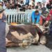 Sapi Kurban Bantuan Presiden RI Jenis Simental Seberat 1,2 Ton Disembelih di Koto Baru
